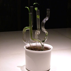 Hikikomori.
Inspired by japan guys, this plant will grown into transparent pipes. Design by Dorothy Gray.