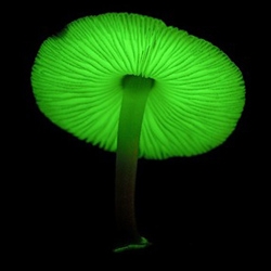 The rainy season in Japan brings forth a glimmering phenomenon. Hundreds of fluorescent mushrooms grows in tree trunks and covers the ground with a blanket of little green lights. This rare specie was only discovered recently.