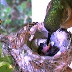 Live streaming hummingbird nest cam. Adorable baby hummingbirds hatched just yesterday!