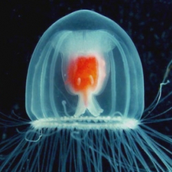 Turritopsis nutricula is a hydrozoan, and it’s considered by scientists to be the only animal that cheated death.