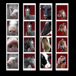 Great photobooth series of animals! By artist Kyley Hellhake.