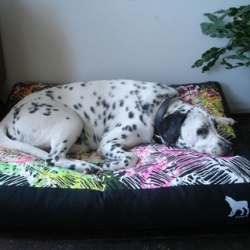 Unique dog beds with modern graphic prints made in Brooklyn.