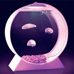 Kickstarter for desktop jellyfish tanks from Jellyfish Art.