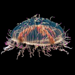 Some amazing shots of and facts about jellyfish.