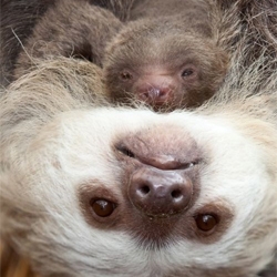 Adorable one-week-old Hoffman’s two-toed sloth clings to its mother today at Chicago’s Lincoln Park Zoo.