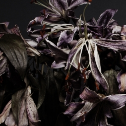 Amazing timelapse animation of Lilies by London based photographer Peter Thiedeke.