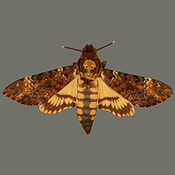 The Linnean Society has begun to release their extensive and detailed collection of insect images. An extremely useful resource for science, art and the curious!