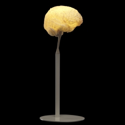 MYBrain. The table lamp - A replica of the designer's brain, originated from an MR scan at the Karolinska Institutet in Stockholm. The image was processed through a 3D-printer - by Alexander Lervik
