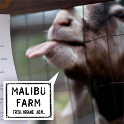 Malibu Farm Dinners ~ bringing farm to table as close as can be ~ you can explore the farm from the goats and pigs and chickens to the bees and flowers and organic gardens before sitting down to a gorgeous dinner outside!