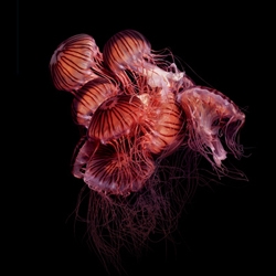 Italian photographer Guido Mocafico's Medusa Series ~ discovering different species of jellyfish, his shots completely surreal. Each creature seems a world full of complexity and life.