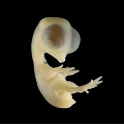 Beautiful photos of chicken embryos by Michelle Leung.