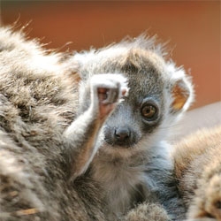 Great photos of Linton Zoo's 2 month old mongoose lemur baby, Tia.