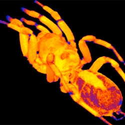 Have you ever seen an MRI of a spider? Take a look inside a tarantula to see its beating heart!