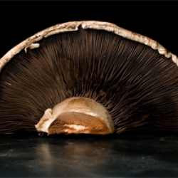 CHOW.com just started their series of desktop wallpapers.  The first (above) is a giant portobello mushroom.
