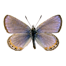 Acclaimed writer and lepidoptera curator Vladimir Nabokov envisioned the Polyommatus blue butterflies coming to the New World from Asia over millions of years in a series of waves. Now, his theory is vindicated.