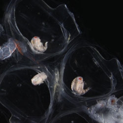These little crustacea are living inside the swimming parts of the colonial jellyfish, Nanomia.  Photo by Stefan Siebert of the Dunn Lab. 