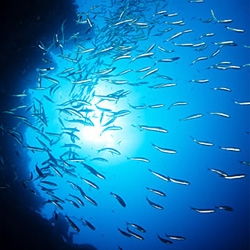 Breathtaking Underwater Photography by Andrej Belic