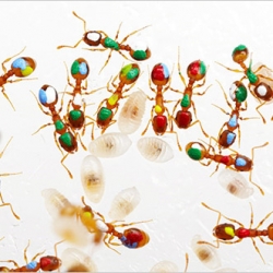 wonderful nytimes article on social insects and slideshow on ants.  including pics of some of the more unusual species.