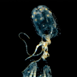 these box jellyfish are just one of the many features of this week's nytimes science slideshows.