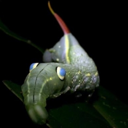 Some of hundreds of species of moths and butterflies whose caterpillars or chrysalises display false eye and face patterns of predators. The NYtimes has compiled a fantastic slideshow of these remarkable creatures.