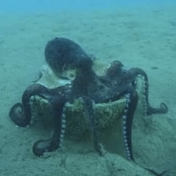 A Veined Octopus, Amphioctopus marginatus, carrying coconuts in Indonesia. New and controversial 'tool use' by a cephalopod. Tool use or not, it makes a good video!