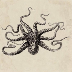 Octavio Octopus - also from Natural Curiosities - This amazing octopus has been taken from an early collection that was published in 1686 by a French naturalist, Bernard Direxit.