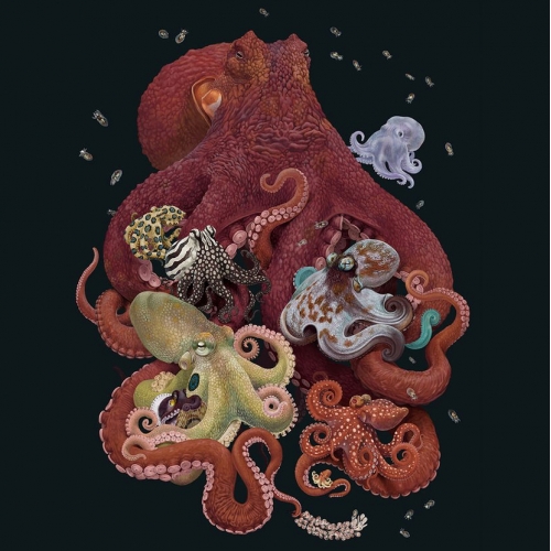 OCTOPODES! Print by Zoe Keller for Pangea Seed featuring Giant Pacific, Ghost, Caribbean Reef, Starry Night, Octopus Wolfi, California Two Spot, Coconut, Larger Pacific Striped, Greater Blue Ring, with Pacific Red Octopus eggs and hatchlings.