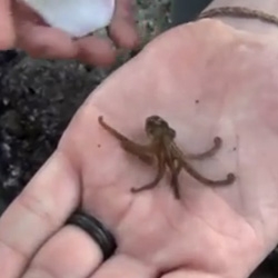 Adorable video of a teeny tiny baby octopus