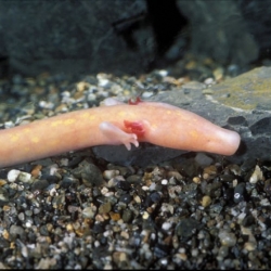 Scientists are baffled by the olm, a foot-long amphibian nicknamed "the human fish" because of its fleshy skin that can live for 100 years
