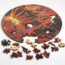Microscopic art jigsaw puzzles from Nervous System + IlusArt. Microscopic photos of cell structures produced by scientists are laser cut from plywood into intricate branching patterns generated by a simulation of crystal growth. 