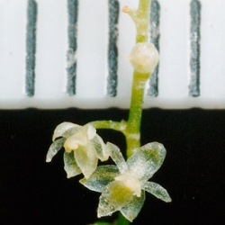 Beautiful and Tiny. New species of orchid found that is smallest ever seen.