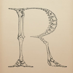 This is Bjorn Johansson's Anatomy of a Typeface ~ Can you imagine if this bony font had flesh and faces as well? I think i imagine these to be the skeletal system of the "Sesame Street is sponsored by the letter ____" 