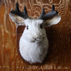 Jackalope spotting! I found the cutest friendliest little jackalope while wandering through St. Johnsbury, VT ~ check out this all american myth and the little town i found it in!