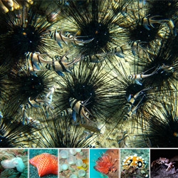Creatures of the Lembeh Strait ~ Visual inspiration from under the sea ~ in the form of frogfish, seahorses, cuttlefish eggs, eels, nudis, puffers, urchins, lion fish, leaf fish + more!
