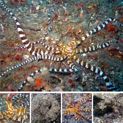 Wonderpus vs Mimic Octopus! A close up look at two amazing octopi i got up close with today! So incredible! And only found in bali/sulawesi! (Check out the video of the mimic becoming a flounder, snake, and more!)