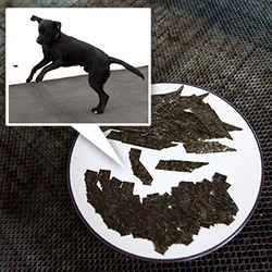 Laser Cut Dog Treat Seaweed Flyers! Inspired the way maple propeller seeds fly, CA/TN, and Bucky's obsession with paper + flying insects, these make super fun treats as they float and flutter as he leaps! NOTlabs Laser Challenge #8.