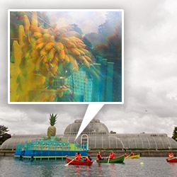 Sneak peek at IncrEdibles: A Voyage through Surprising Edible Plants festival at Kew in London. From dying the lake + floating fruit boats you can row thru a banana grotto + magical glasses + pineapples + musical plants + more