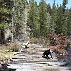 Rock Creek, Mammoth Lakes - a look into disconnecting and hanging out in nature. Bucky's first time in snow and running through the creeks and meadows in the Eastern Sierras. Also jerky, pie, flying carrion, and more...