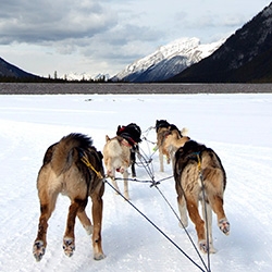  Dog Sledding! Driving a dog sled for the first time was incredible, especially around Spray Lakes, Canmore! See videos of them in action, as well as close ups of the adorably lovable dogs of Snowy Owl Sled Dog Tours.