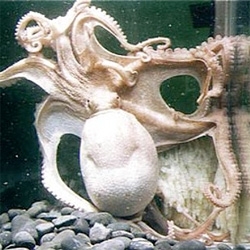 Wow, who can resist looking at a 96 tentacled octopus laying eggs?