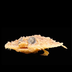 Meet the Pancake Batfish, one of ten new species featured in this BBC slideshow.
