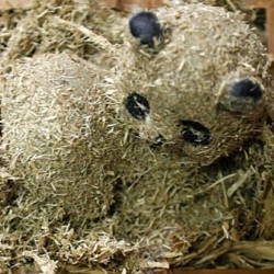 Chinese workers at a panda breeding facility  are fashioning panda poop into souveneirs for tourists. 