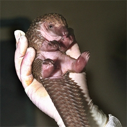 the hedgehog pic reminded me of the baby pangolin that recently died at the LA zoo.  poor thing.  another truly incredible creature.  