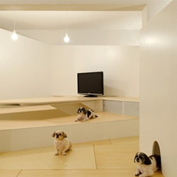 A new trend in architectural photography: put a pet in it! 