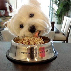 LA Times looks at the 5 star hotel dining experiences emerging for dogs... from room services to mini bar treats... 