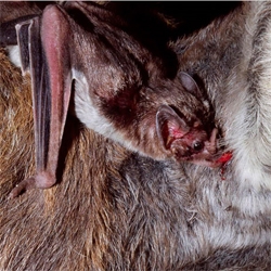vampire bats are just one of the nyt's featured phlebotomists (yes, thats a blood sucker).