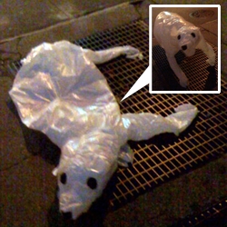 Plastic Bag Animals! ....that pop up to life when subways rush past ventilation grates!!! So awesome.