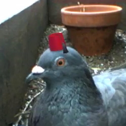 Pigeon Fez cam: Using Processing to track a realtime fez hat on an unsuspecting pigeon... made be laugh