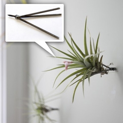 Flora Grubb Thigmotrope Satellite is a beautiful tool for creating vertical gardens. These steel Thigmotrope Satellites are designed to be screwed into a wall and hold tillandsia air plants