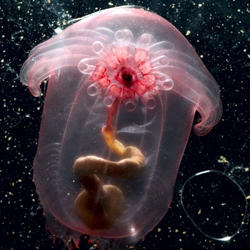 Beautiful, ugly, or just plain peculiar according to individual reactions, this pink see-through fantasia is a swimming sea cucumber seen about 2,500 meters deep in the Celebes Sea.
